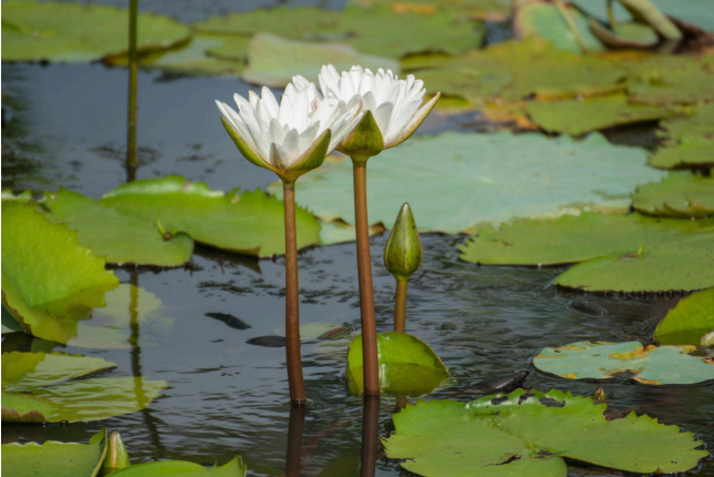 White water lilies on a pond